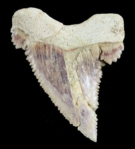 Serrated Fossil Shark (Palaeocarcharodon) Tooth #51909